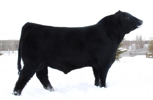 Sire: Daines Heavy Si 57Z