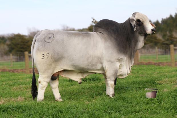 Sire of Calf: Mr BER Princeton 391