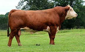 KCF Bennett Revolution X51 - Sire of Embryos