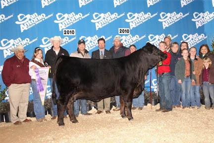 Dam - LMC WFC Dream Girl - the best cow we have ever owned. She is both a National & International Champion cow