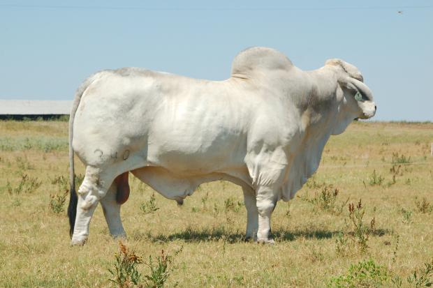 JDH SIR VANICEK MANSO - Sire of Lot 11