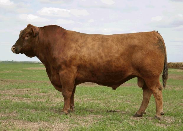 Maternal Grand Sire - Red JCC Warrior 5K