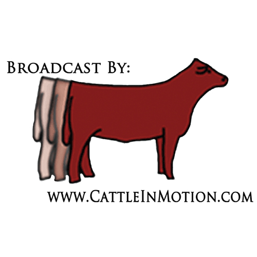 Houston Livestock Show & Rodeo All Breeds Registered Range Bull