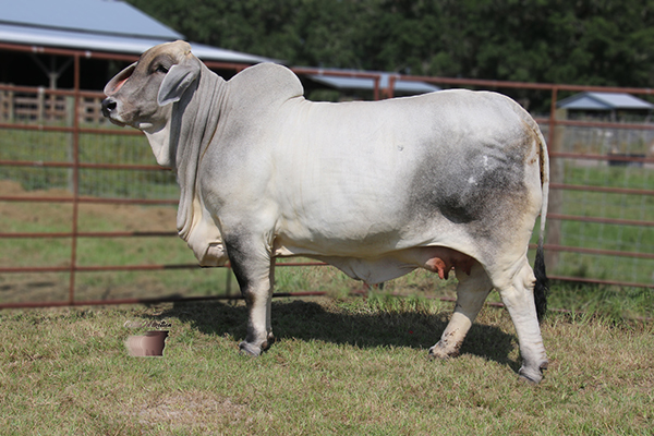 Lot 14 - Ms L2 Jazzys Jasmin 125 - Flush | Cattle In Motion | Cattle ...