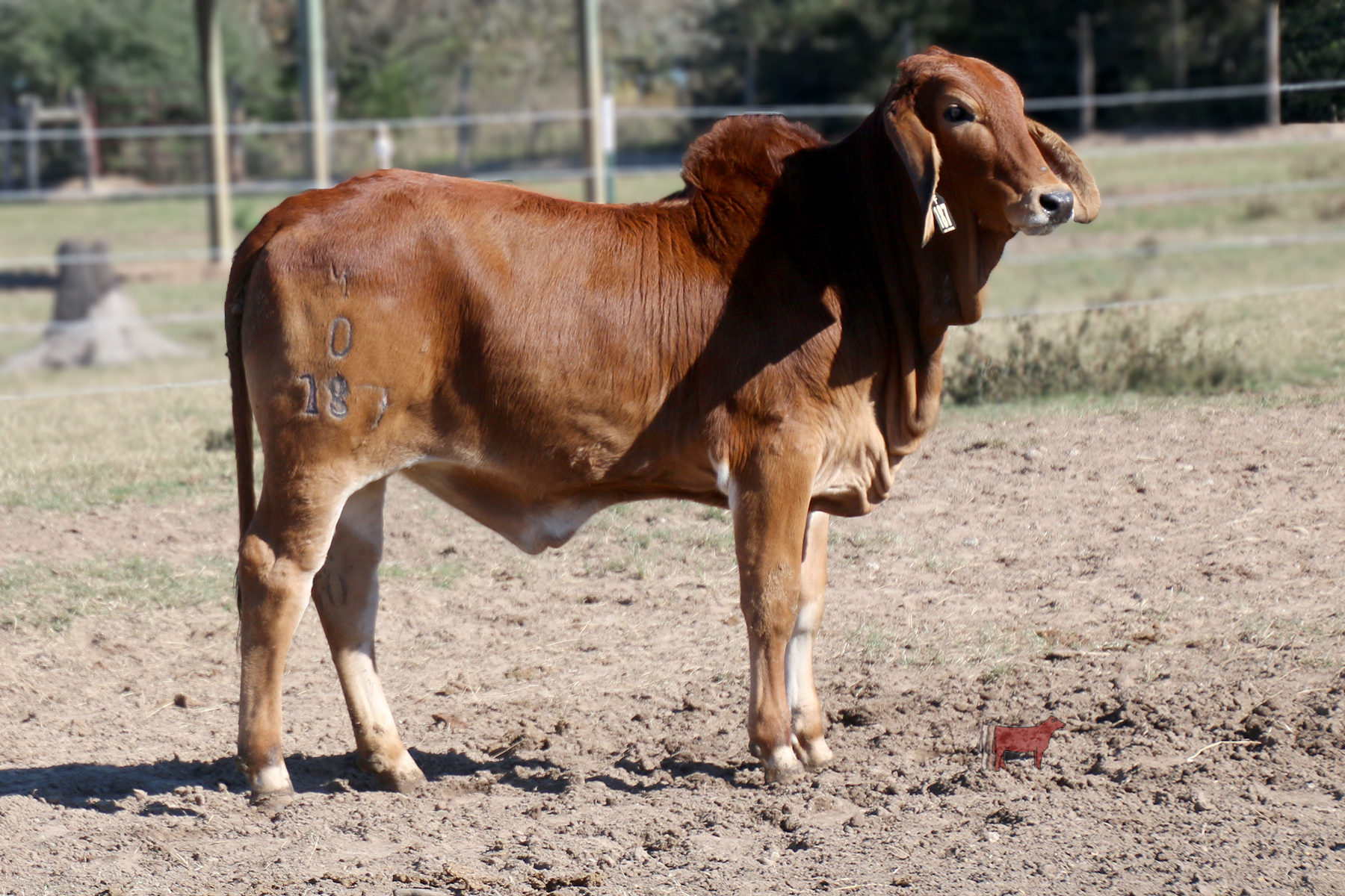Lot 21 - Miss Lara 0/187 | Cattle In Motion | Cattle Auctions | Live ...
