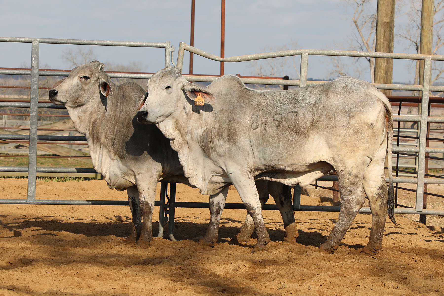 Lot 11 - 2 head of Commercial Brahman Females Bred to Angus Bulls ...