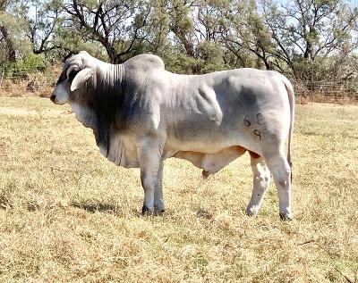 Lot 18 - LMC ECC Polled Amigo 68/9 - HOMOZYGOUS POLLED Brahman Bull ...