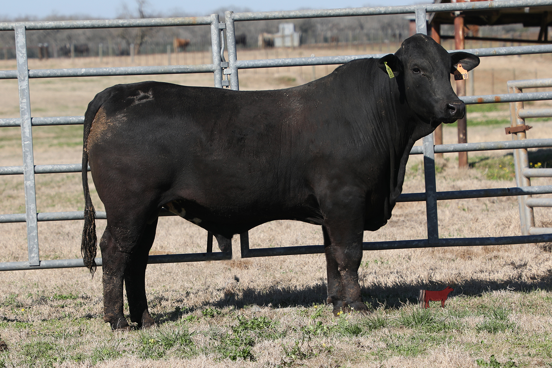 Lot 3 - TSF Mr. 0278 - ABBA Golden Certified Brahman X Angus F-1 Bull ...