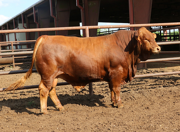 Lot 36 LMC Chunk 5C/223-Polled Simbrah Bull | Cattle In Motion | Cattle ...