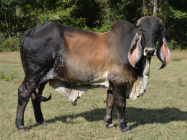 Lot 15 - Butler Negocio 10/6 - Indu Brazil Bull | Cattle In Motion ...