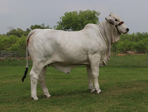 Lot 3 - Miss 4F Polled Dee 94/6 - Polled Brahman Show Prospect | Cattle ...