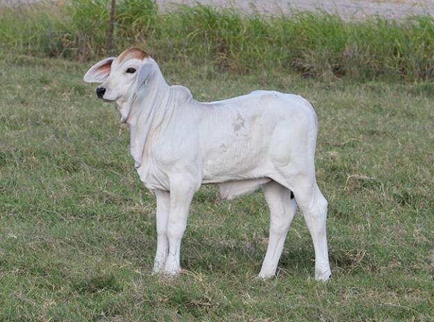 Lot 12 - Pick of Mexican Import Cows Spring Calves | Cattle In Motion ...