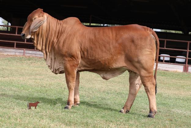 Lot: 5 - Miss 4F 158/1 (S) - Show Heifer | Cattle In Motion | Cattle ...