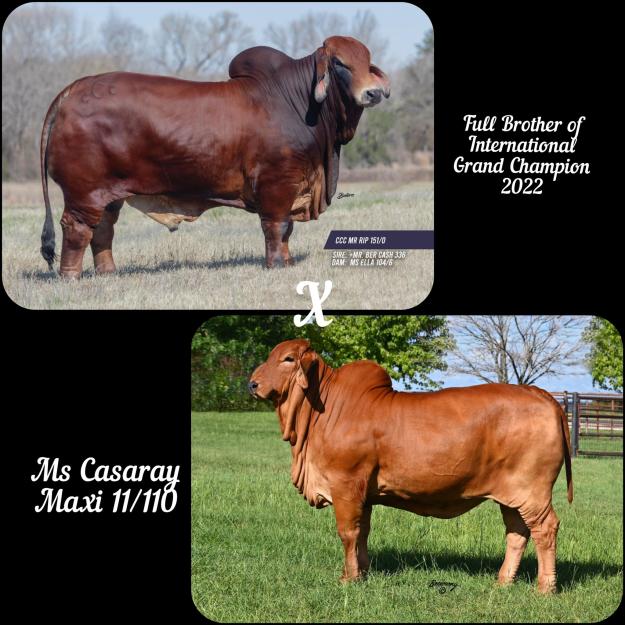 Lot 34 - Female Sexed Embryos: CCC Mr. Rip 151/0 X Ms. Casaray RR Maxy ...