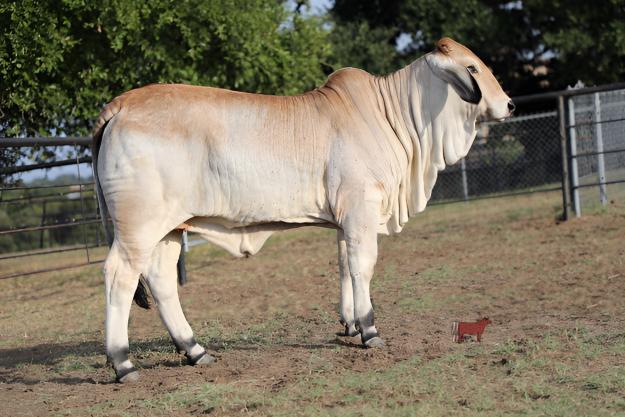 Lot 5: BCC Lady Jade 234/3 - Show Heifer Prospect | Cattle In Motion ...