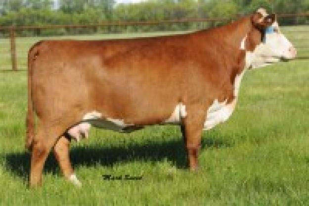 LOT 34 - TH 22R 16S Lambeau 17Y X TH 43P 743 CASSANDRA 34X - 4 EMBRYOS ...