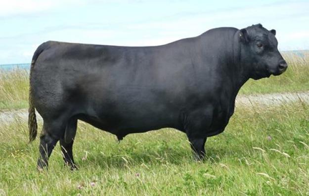 Lot 12 - TE MANIA QUANTUM 09 490 - 10 Units of Semen | Cattle In Motion ...