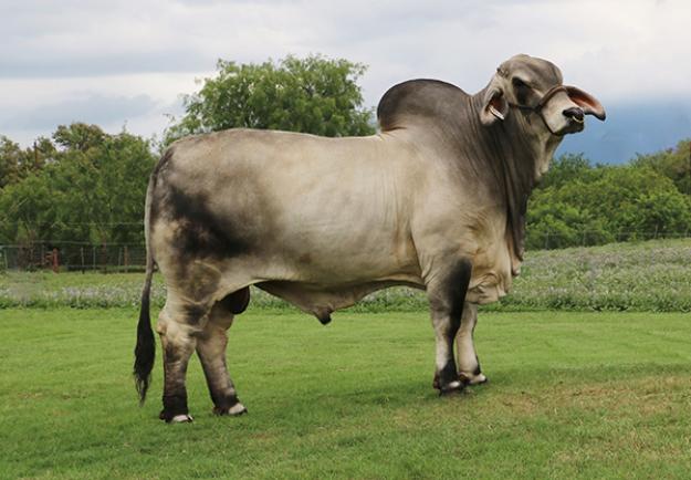 Lot 21 - LMC ECC POLLED X FACTOR 84/4 - 10 Units of LMC ECC Polled X ...