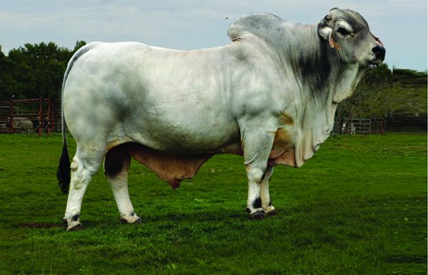 Lot 3 - LMC Polled Brahman Semen Package on 5 Bulls | Cattle In Motion ...