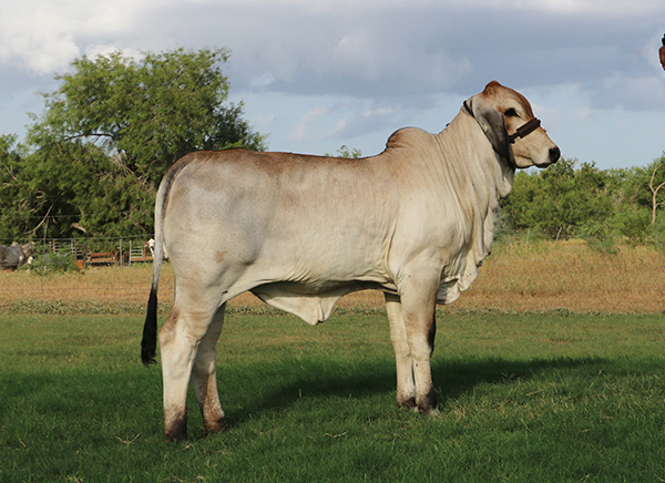 Lot 2 - Pick of three Polled Brahman heifer litter mates | Cattle In ...