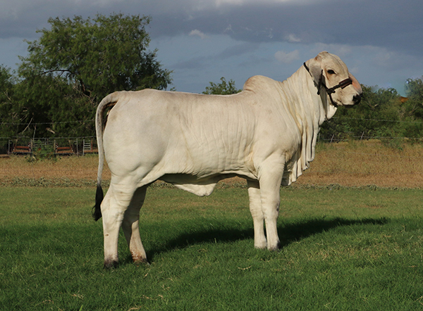 Lot 2 - Pick of three Polled Brahman heifer litter mates | Cattle In ...