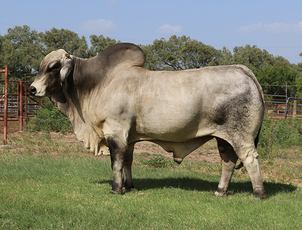 Lot 3 - LMC Polled Brahman Semen Package on 5 Bulls | Cattle In Motion ...